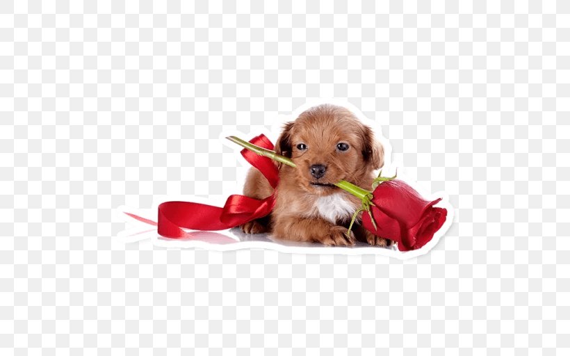 Puppy Havanese Dog Poodle, PNG, 512x512px, Puppy, Carnivoran, Christmas Ornament, Companion Dog, Display Device Download Free