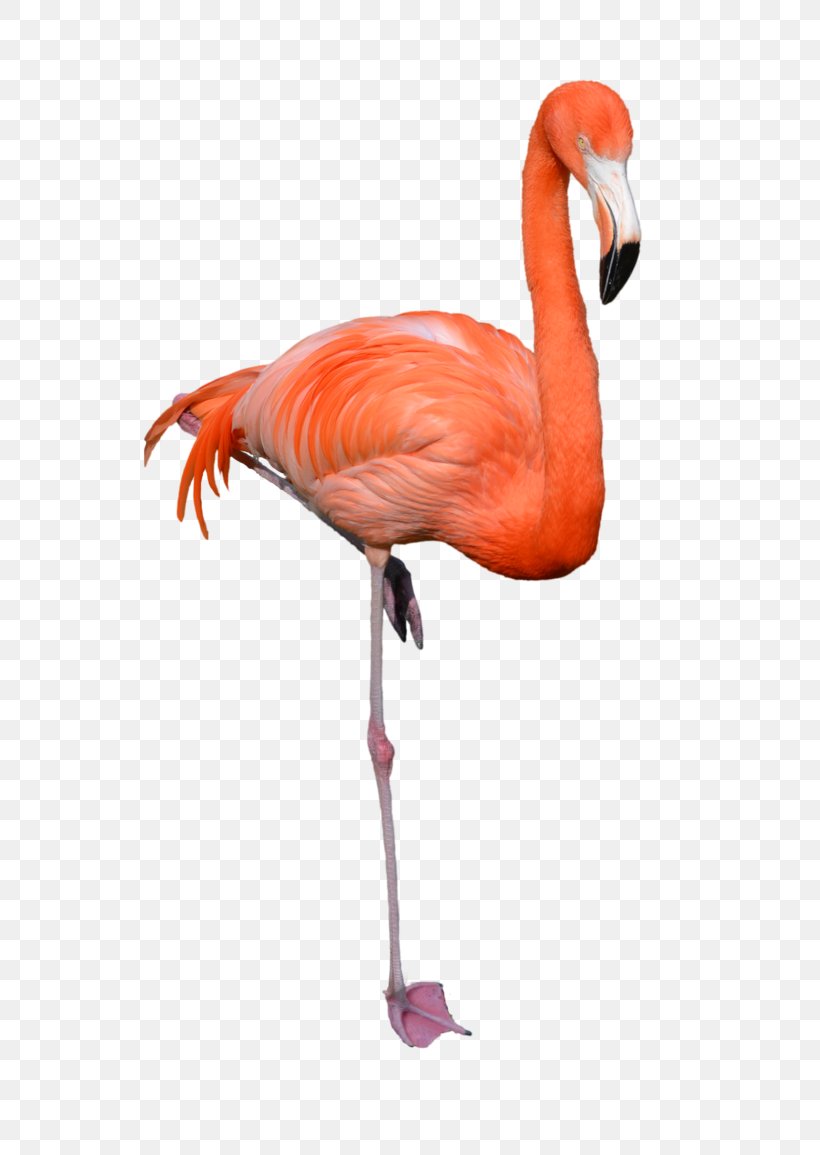 Stock Photography Clip Art, PNG, 692x1155px, Stock Photography, Beak, Bird, Flamingo, Hyperlink Download Free