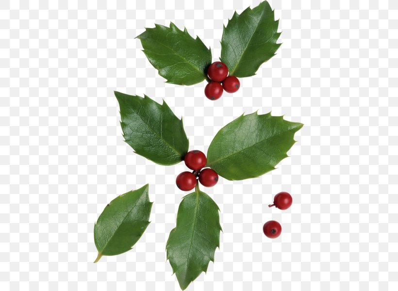 Cranberry Holly Aronia, PNG, 435x600px, Cranberry, Aquifoliaceae, Aquifoliales, Aronia, Auglis Download Free