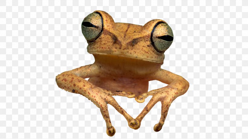 Frog Toad Clip Art, PNG, 1920x1080px, Frog, Amphibian, Batrachia, Organism, Panamanian Golden Frog Download Free