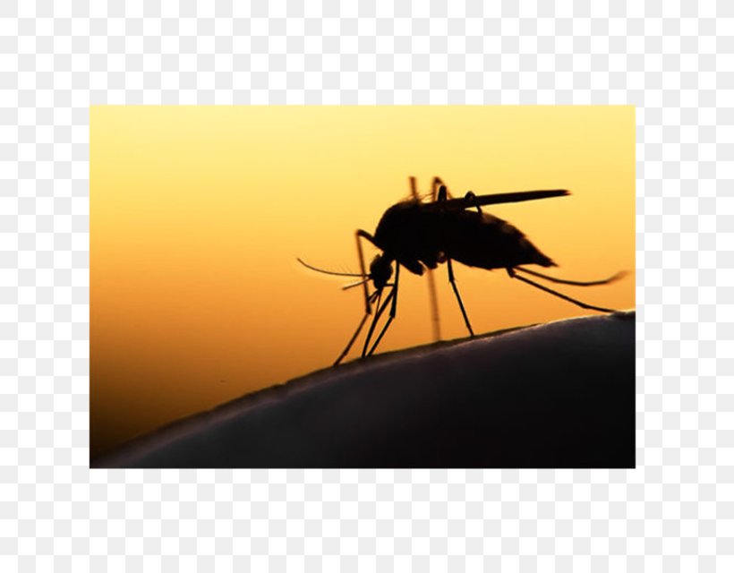 Mosquito-borne Disease 2015–16 Zika Virus Epidemic Zika Fever, PNG, 640x640px, Mosquito, Aedes Albopictus, Arthropod, Dengue, Dengue Virus Download Free