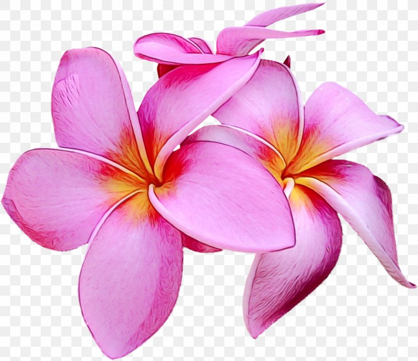 Petal Cut Flowers Close-up Pink M, PNG, 1200x1037px, Watercolor, Closeup, Cut Flowers, Flower, Frangipani Download Free