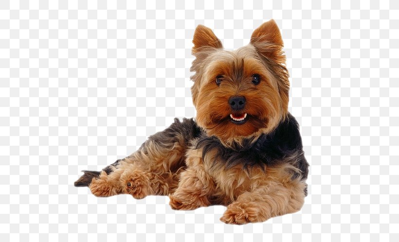 Yorkshire Terrier Morkie Puppy Cairn Terrier Yorkipoo, PNG, 616x498px, Yorkshire Terrier, Animal, Australian Silky Terrier, Australian Terrier, Breed Download Free