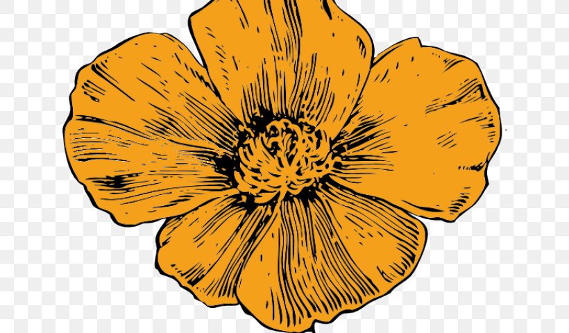 California Poppy Drawing Clip Art, PNG, 640x480px, California Poppy, Botanical Illustration, Botany, California, Cinquefoil Download Free