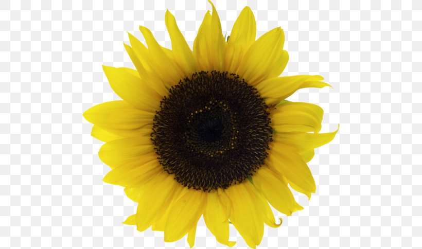 Common Sunflower Vase With Fifteen Sunflowers Clip Art, PNG, 500x484px, Common Sunflower, Daisy Family, Drawing, Flower, Flowering Plant Download Free