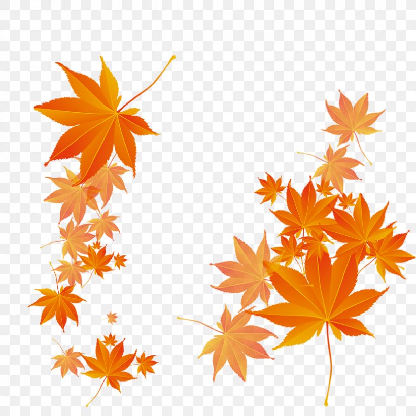 Maple Leaf Autumn, PNG, 827x827px, Maple Leaf, Autumn, Autumn Leaf Color, Flowering Plant, Leaf Download Free