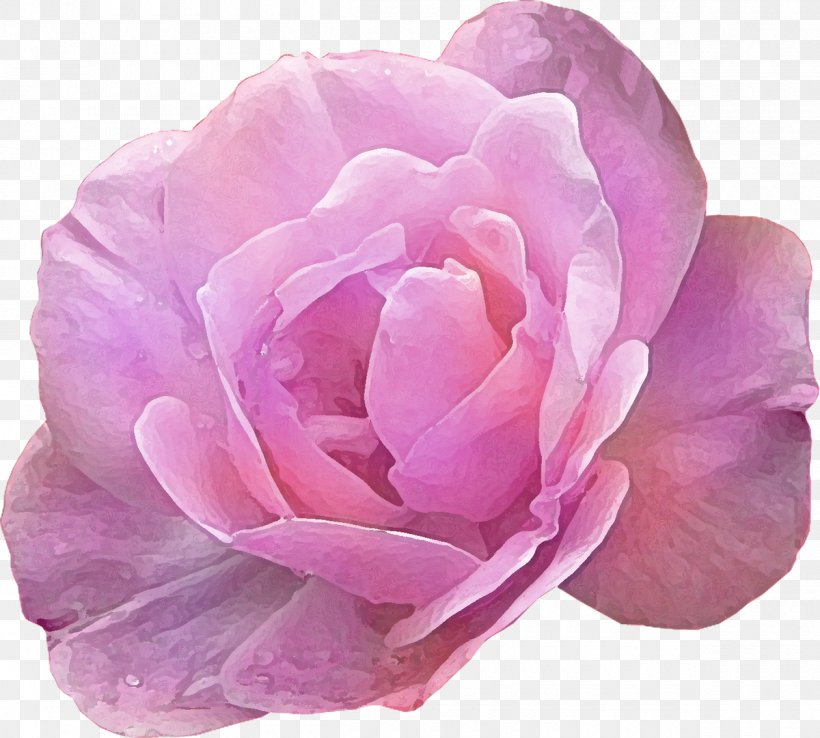 Pink Rose Flower Photography, PNG, 1200x1081px, Pink, Blue Rose, Camellia, China Rose, Cut Flowers Download Free