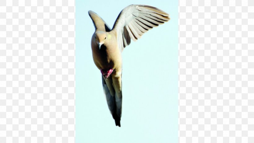 Beak Swallow Water Bird Wing, PNG, 1011x568px, Beak, Bird, Fauna, Feather, Neck Download Free