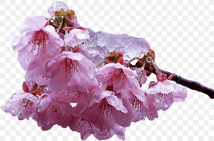 Cherry Blossom The Flower Expert, PNG, 907x598px, Blossom, Apples, Branch, Cherry, Cherry Blossom Download Free