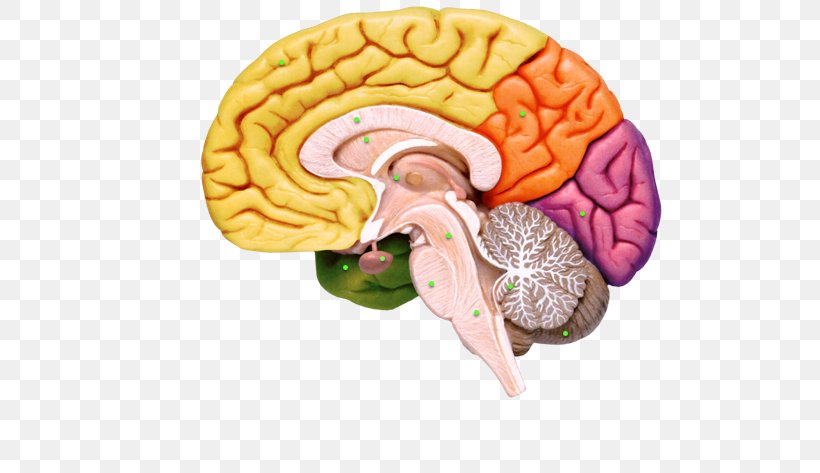 Human Brain Nervous System Human Anatomy, PNG, 723x473px, Brain, Anatomy, Brain Tumor, Central Nervous System, Cerebral Hemisphere Download Free
