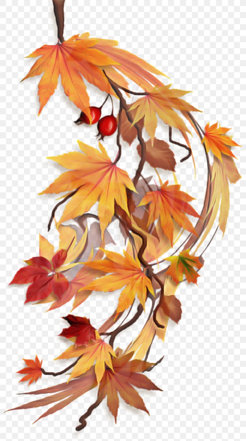 Maple Leaf, PNG, 800x1467px, Maple Leaf, Autumn, Black Maple, Deciduous, Flower Download Free