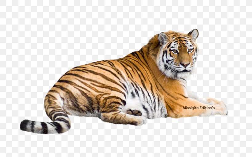Siberian Tiger Bengal Tiger Felidae Malayan Tiger White Tiger, PNG, 1024x640px, Siberian Tiger, Animal Figure, Bengal Tiger, Big Cats, Carnivoran Download Free