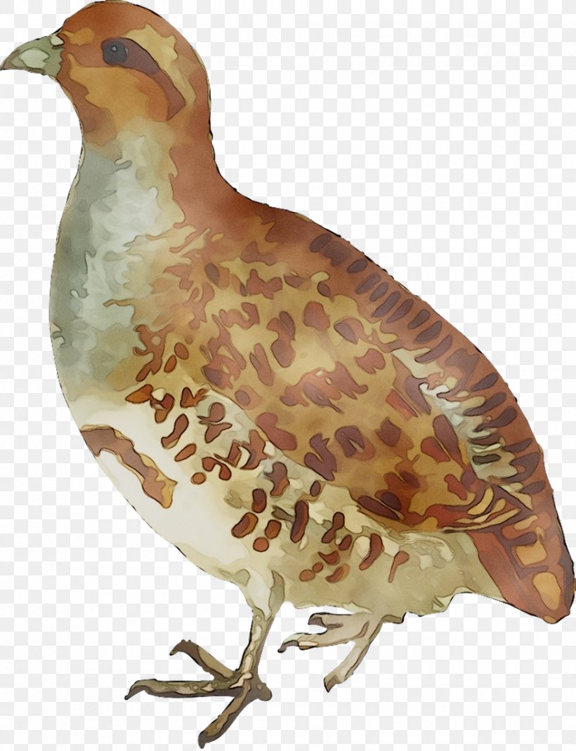 Grey Partridge Clip Art Bird Openclipart, PNG, 880x1149px, Partridge, Beak, Bird, Drawing, Galliformes Download Free