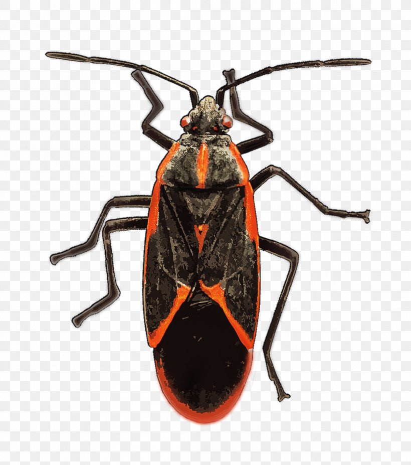 Insect Longhorn Beetle Boxelder Bug True Bugs Boxelder Maple, PNG, 1109x1254px, Insect, Arthropod, Beetle, Boxelder Bug, Boxelder Maple Download Free