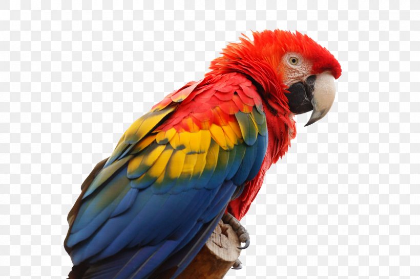 Parrot Bird Scarlet Macaw Red-and-green Macaw, PNG, 1200x800px, Parrot, Beak, Bird, Common Pet Parakeet, Feather Download Free