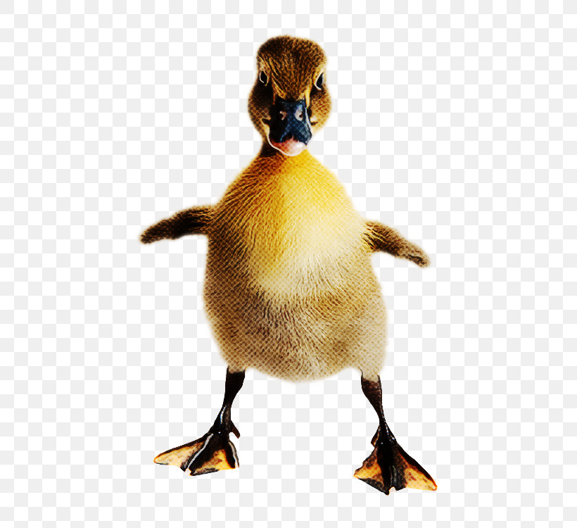 Duck Bird Water Bird Ducks, Geese And Swans Beak, PNG, 528x750px, Duck, Beak, Bird, Ducks Geese And Swans, Flightless Bird Download Free