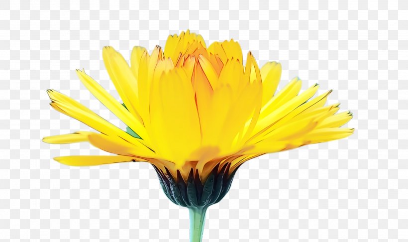 Flowers Background, PNG, 2596x1540px, Marigold, Barberton Daisy, Bloom, Blossom, Calendula Download Free