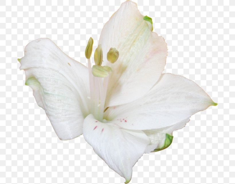 Jersey Lily Iris Family Mallows Belladonna, PNG, 700x643px, Jersey Lily, Amaryllis, Amaryllis Belladonna, Belladonna, Family Download Free
