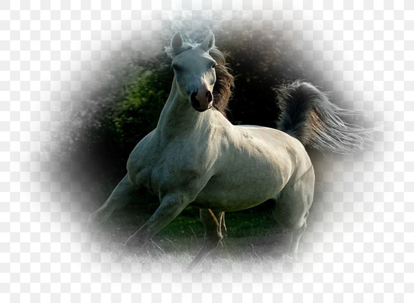 Mustang Stallion Pony Eohippus Wide XGA, PNG, 800x600px, Mustang, Animal, Breyer Animal Creations, Eohippus, Fauna Download Free
