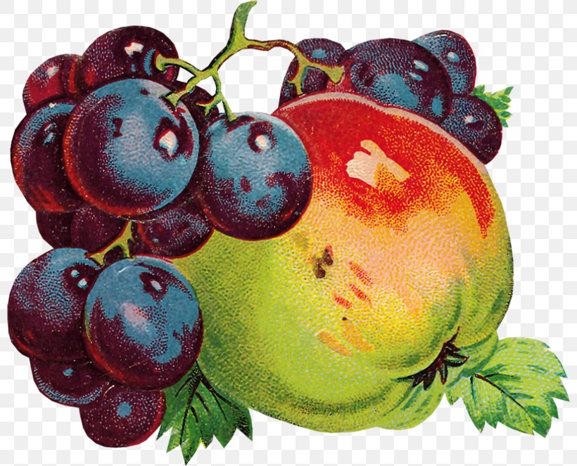 Renaissance Grape Image Illustration, PNG, 800x663px, Renaissance, Apple, Architectural Style, Architecture, Berry Download Free