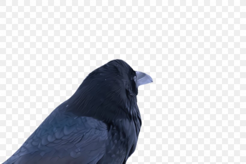 Bird Blue Crow Beak Crow-like Bird, PNG, 2000x1332px, Bird, Beak, Blue, Crow, Crowlike Bird Download Free