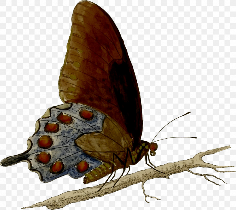 Brush-footed Butterflies Gossamer-winged Butterflies Moth Pest, PNG, 2389x2128px, Brushfooted Butterflies, Gossamerwinged Butterflies, Moth, Pest Download Free