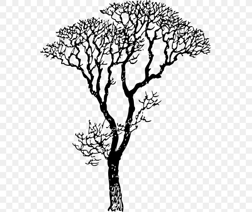 Drawing Line Art Tree Clip Art, PNG, 555x690px, Drawing, Arecaceae, Art, Artwork, Black And White Download Free