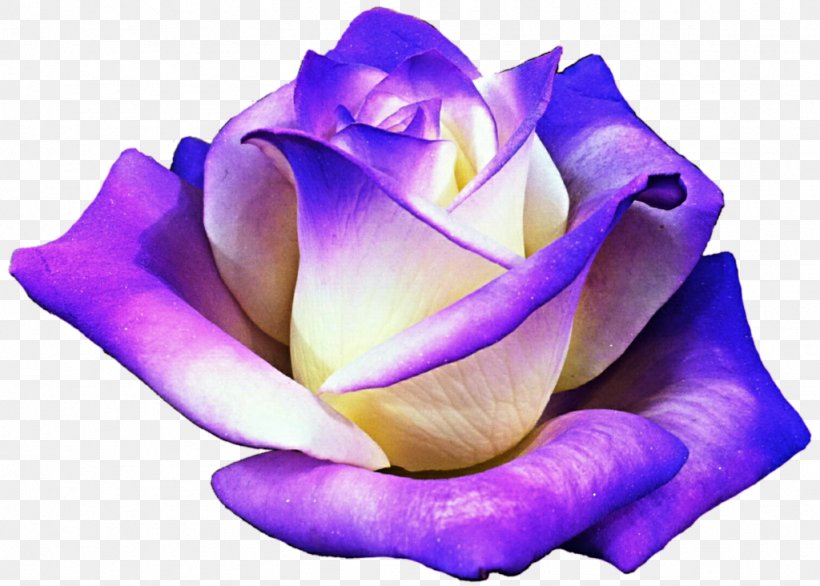 Purple Rose Flower Clip Art, PNG, 1024x732px, Purple, Blue, Close Up, Color, Cut Flowers Download Free
