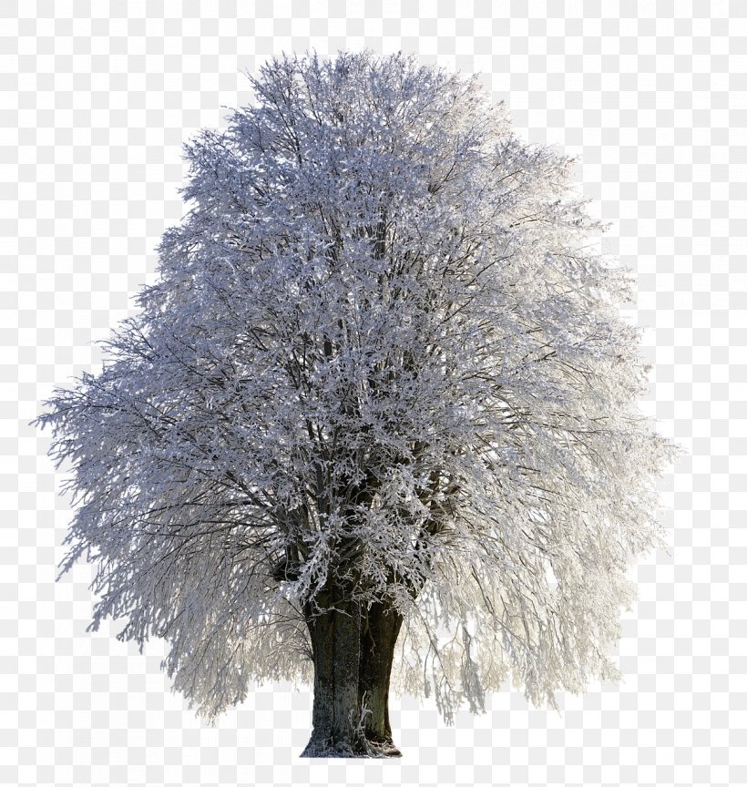 Tree Snow Desktop Wallpaper Frost, PNG, 1214x1280px, 4k Resolution, Tree, Betula Populifolia, Birch, Branch Download Free