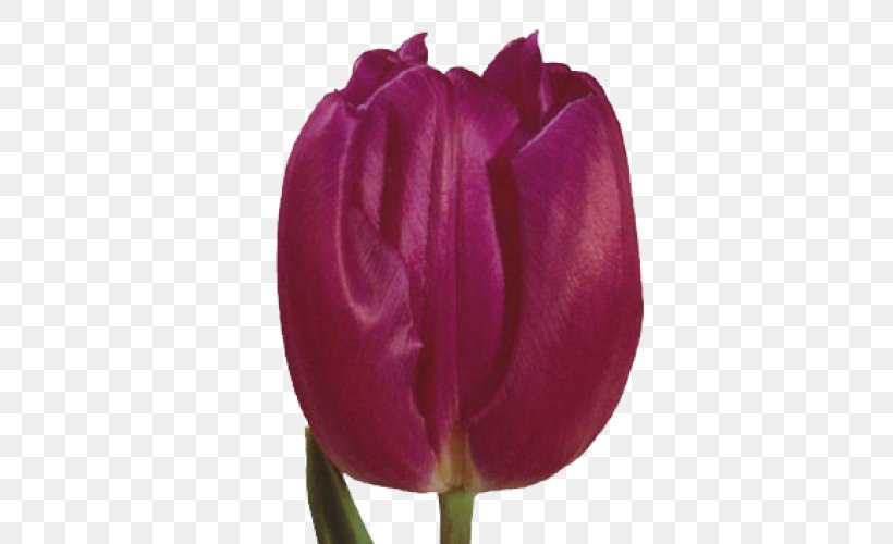 Tulip Mania Netherlands Cut Flowers, PNG, 500x500px, Tulip, Centrepiece, Cultivar, Cut Flowers, Floristry Download Free