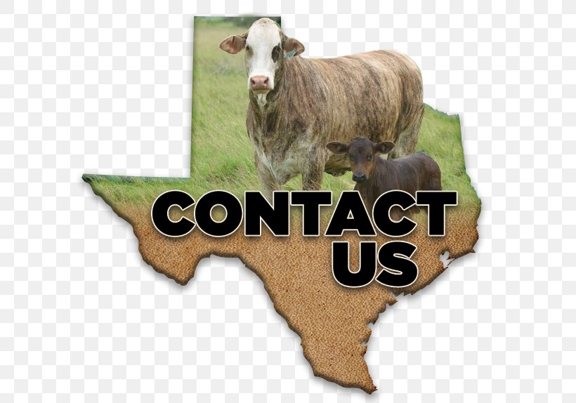 Beeville Livestock Commission Braford Brahman Cattle 0 Ranch, PNG, 606x574px, 2017, Braford, Beeville, Brahman Cattle, Buyer Download Free