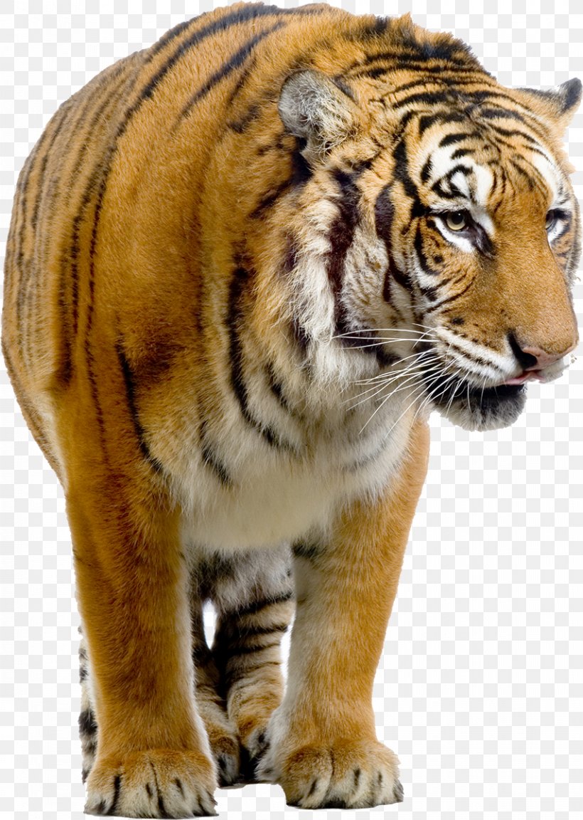 Bengal Tiger Siberian Tiger Felidae Stock Photography, PNG, 854x1200px, Bengal Tiger, Animal, Big Cats, Carnivoran, Cat Like Mammal Download Free