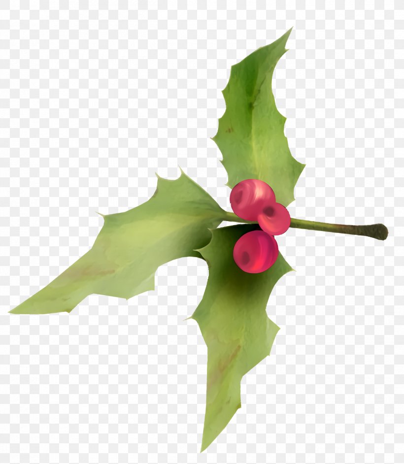 Christmas Holly Ilex Holly, PNG, 1300x1494px, Christmas Holly, Christmas, Flower, Holly, Ilex Download Free