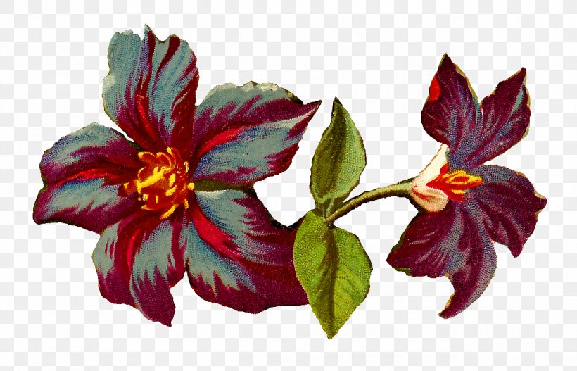 Clematis 'Jackmanii' Flower Digital Image Clip Art, PNG, 1269x816px, Clematis Jackmanii, Digital Image, Flower, Flowering Plant, Hibiscus Download Free