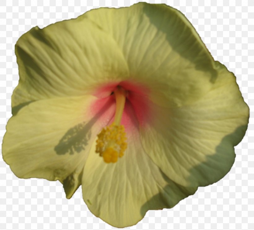 Shoeblackplant Rosemallows, PNG, 1084x981px, Shoeblackplant, Chinese Hibiscus, Flower, Flowering Plant, Hibiscus Download Free