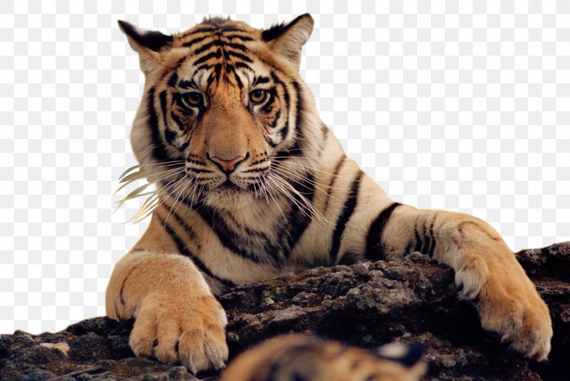Felidae Bengal Tiger Lion Cat, PNG, 1199x802px, Felidae, Bengal, Bengal Tiger, Big Cat, Big Cats Download Free