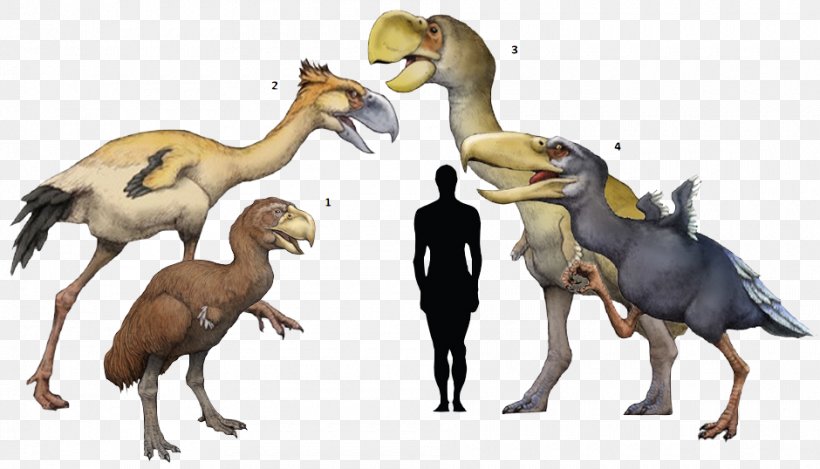 Flightless Bird Phorusrhacos Kelenken Guillermoi Pleistocene, PNG, 940x538px, Bird, Animal Figure, Beak, Carnivore, Cenozoic Download Free