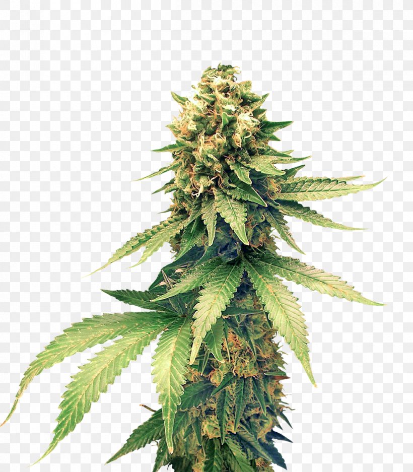Hemp Charlotte's Web Cannabis Fiber Textile, PNG, 1200x1372px, Cannabis, Cannabis In New Zealand, Cannabis Sativa, Drug, Hashish Download Free