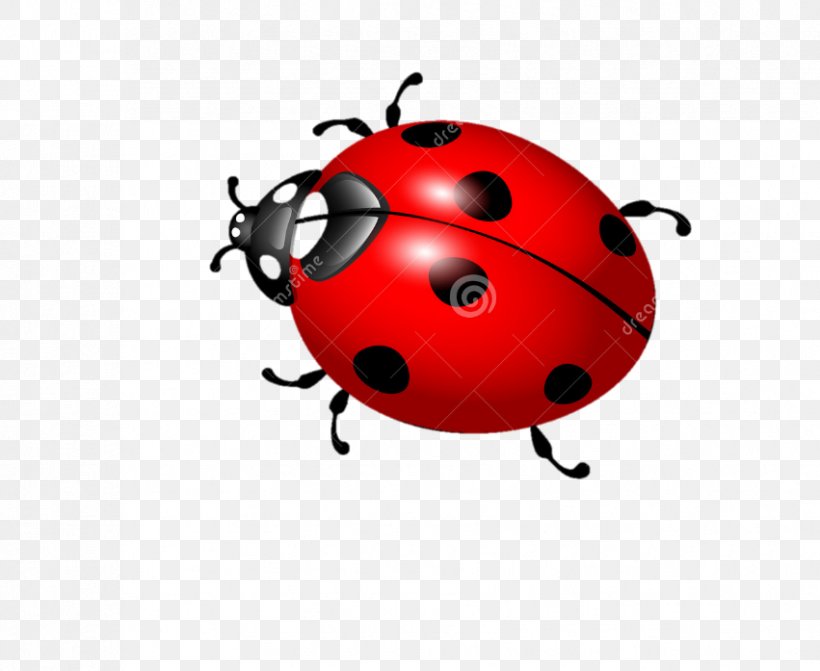 Ladybird Beetle Vector Graphics Der Marienkäfer Illustration Photography, PNG, 851x697px, Ladybird Beetle, Art, Arthropod, Beetle, Insect Download Free