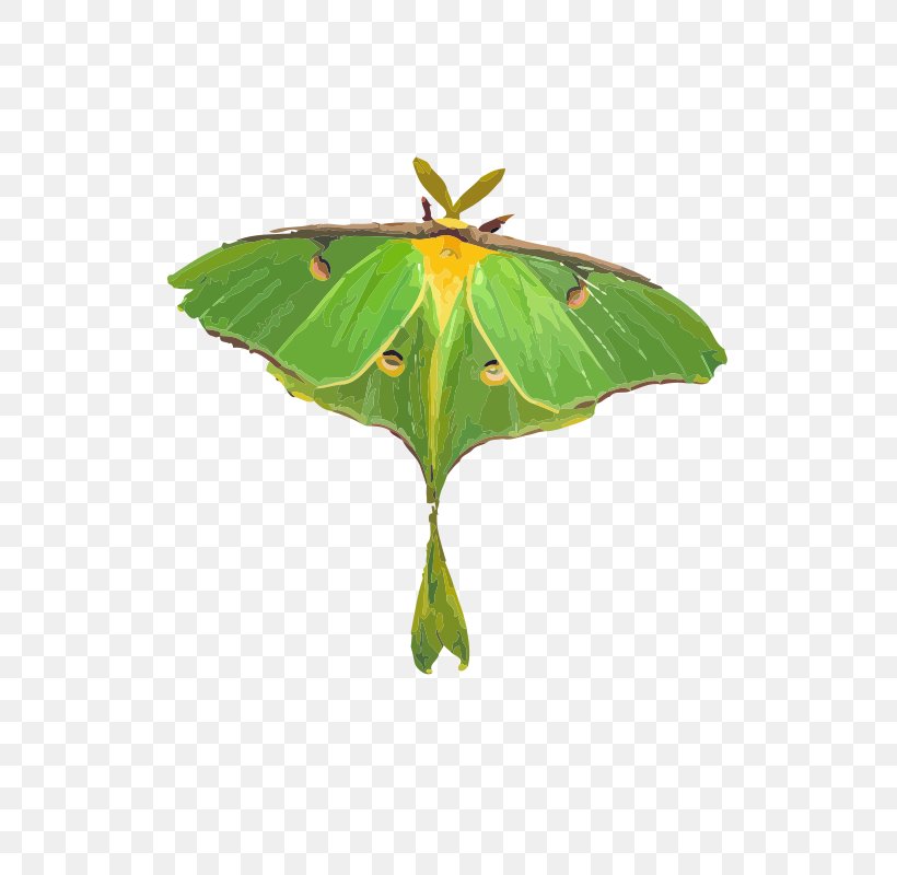 Luna Moth Butterfly Clip Art, PNG, 566x800px, Luna Moth, Actias, Actias Selene, Arthropod, Attacus Atlas Download Free