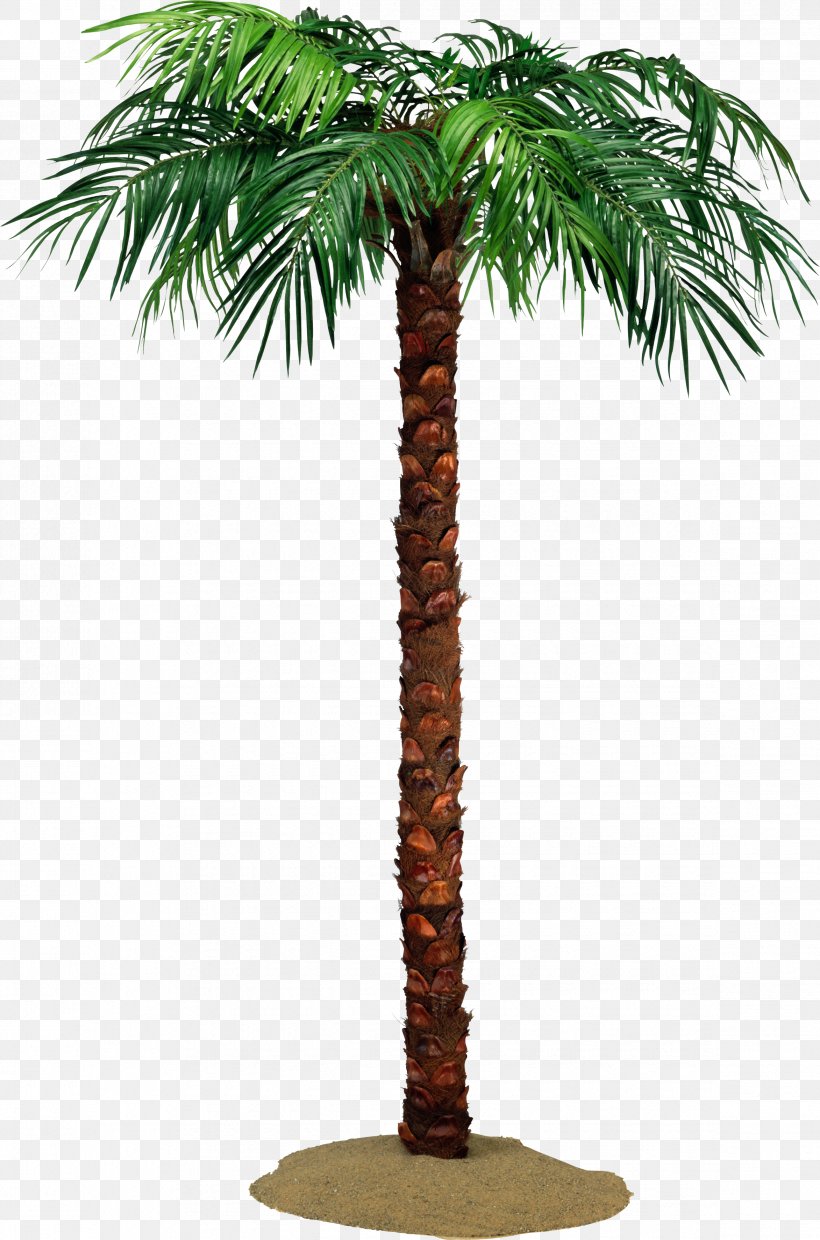 Arecaceae Tree Crown Date Palms Raffia Palm, PNG, 2345x3547px, Arecaceae, Arecales, Banyan, Borassus Flabellifer, Coconut Download Free