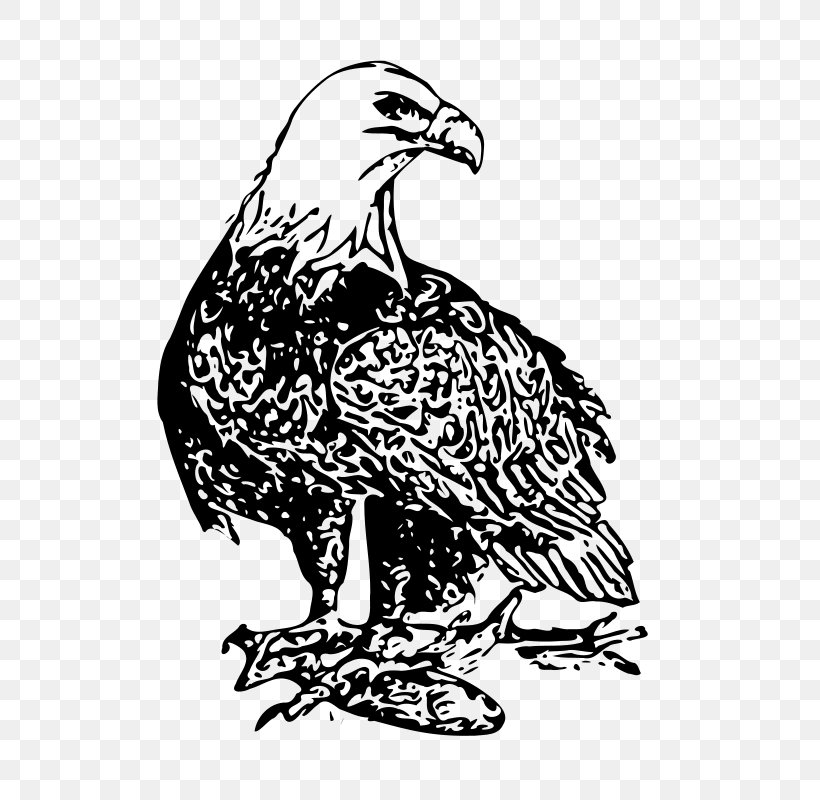 Bald Eagle Drawing Clip Art, PNG, 657x800px, Bald Eagle, Art, Beak, Bird, Bird Of Prey Download Free