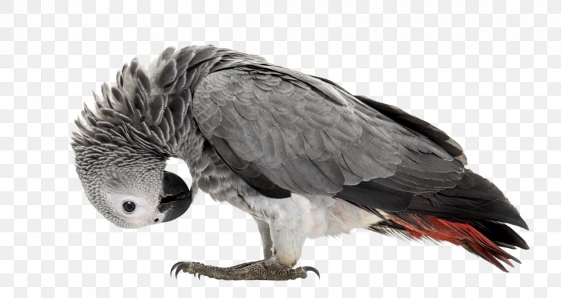 Bald Eagle Parrot Lovebird Dog, PNG, 1226x652px, Bald Eagle, Animal, Beak, Bird, Bird Of Prey Download Free