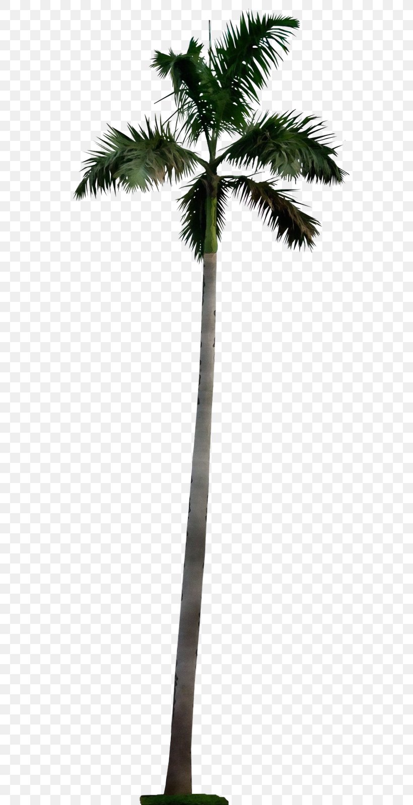 Cartoon Palm Tree, PNG, 568x1600px, Watercolor, Adonidia, Arecales, Borassus Flabellifer, Botany Download Free