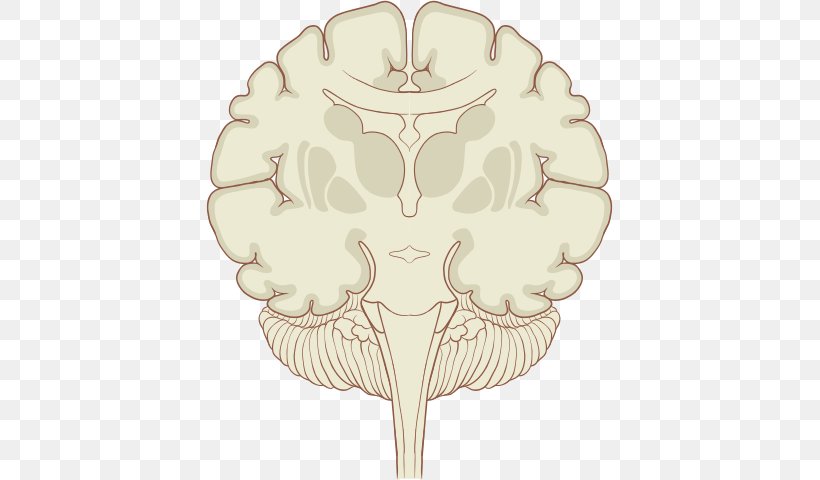Coronal Plane Human Brain Subthalamic Nucleus, PNG, 407x480px, Watercolor, Cartoon, Flower, Frame, Heart Download Free