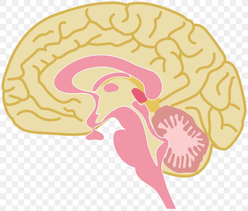 Clip Art Human Brain Vector Graphics Drawing, PNG, 1000x852px, Watercolor, Cartoon, Flower, Frame, Heart Download Free