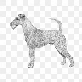 white lakeland terrier for sale