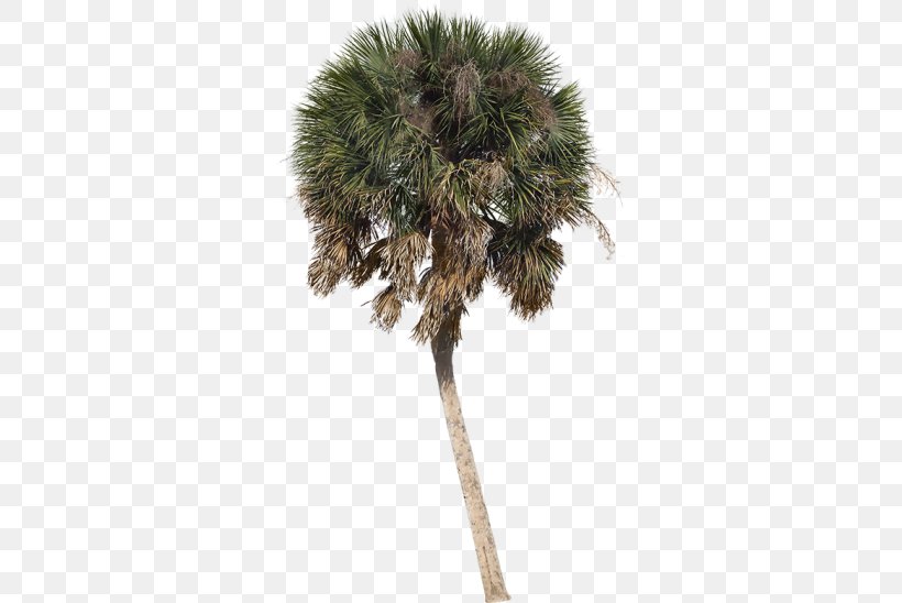 Asian Palmyra Palm Arecaceae Tree Sabal Palm Shade, PNG, 548x548px, Asian Palmyra Palm, Arborvitae, Areca Palm, Arecaceae, Arecales Download Free