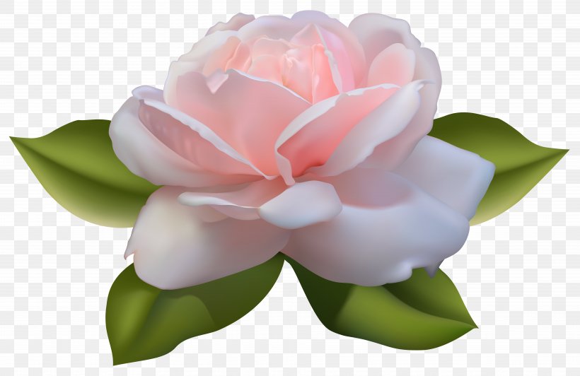 Centifolia Roses Clip Art, PNG, 7756x5038px, Rose, Flower, Flowering Plant, Petal, Pink Download Free