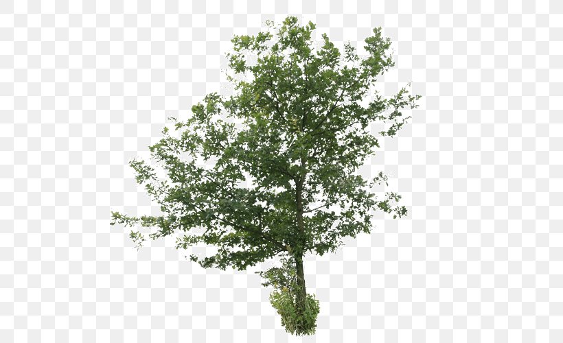 Oak Tree Image Plants Birch, PNG, 500x500px, Oak, Alder, Bark, Birch, Branch Download Free